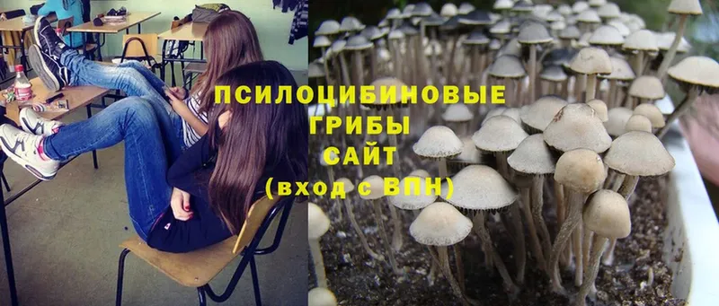 Псилоцибиновые грибы Psilocybe Старый Оскол